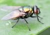 Neomyia cornicina